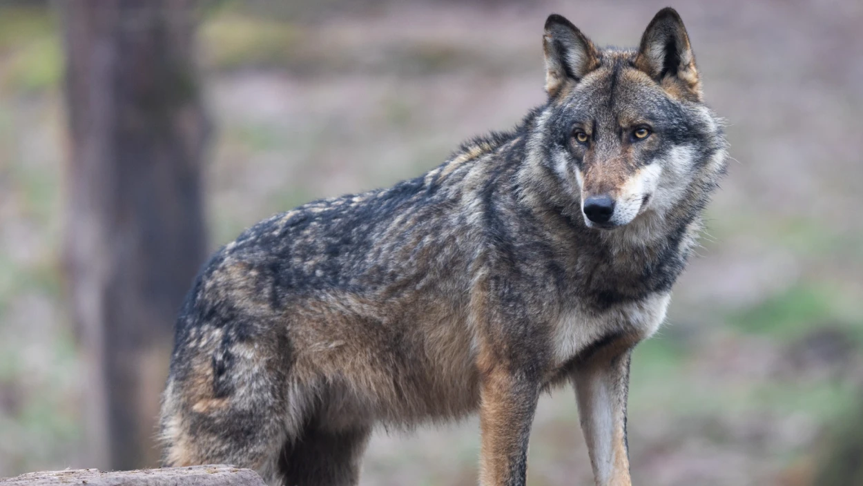 Servus Nachrichten in 90 Sekunden - 09:00 Uhr