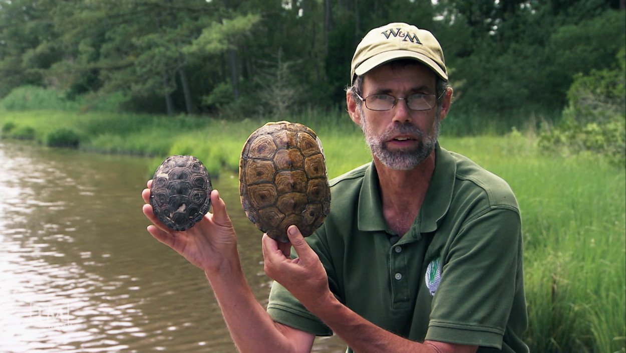 Wie beschleunigt der Mensch die Evolution? 