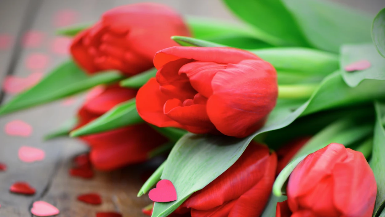 Perfekt zum Valentinstag: Tulpen made in Niederösterreich