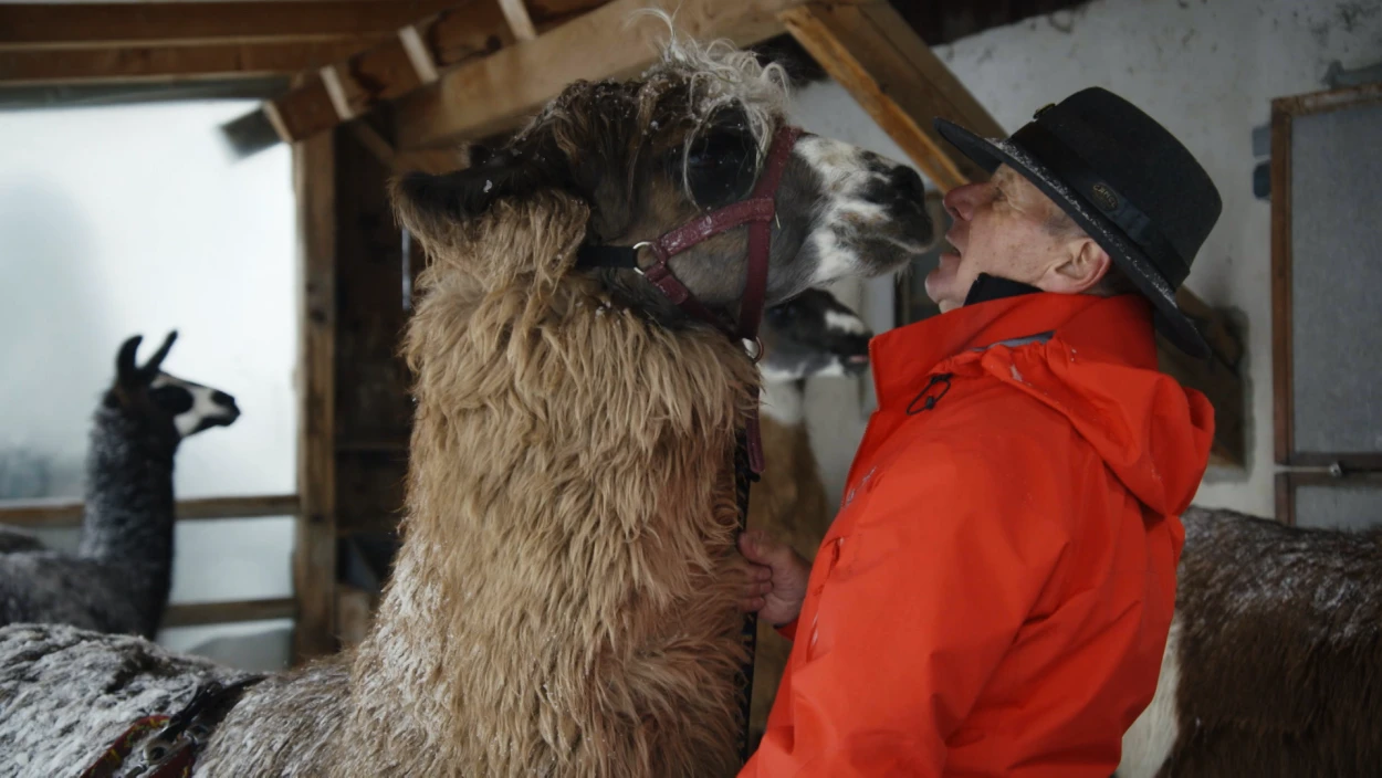Berglama und Funkenfeuer in Montafon