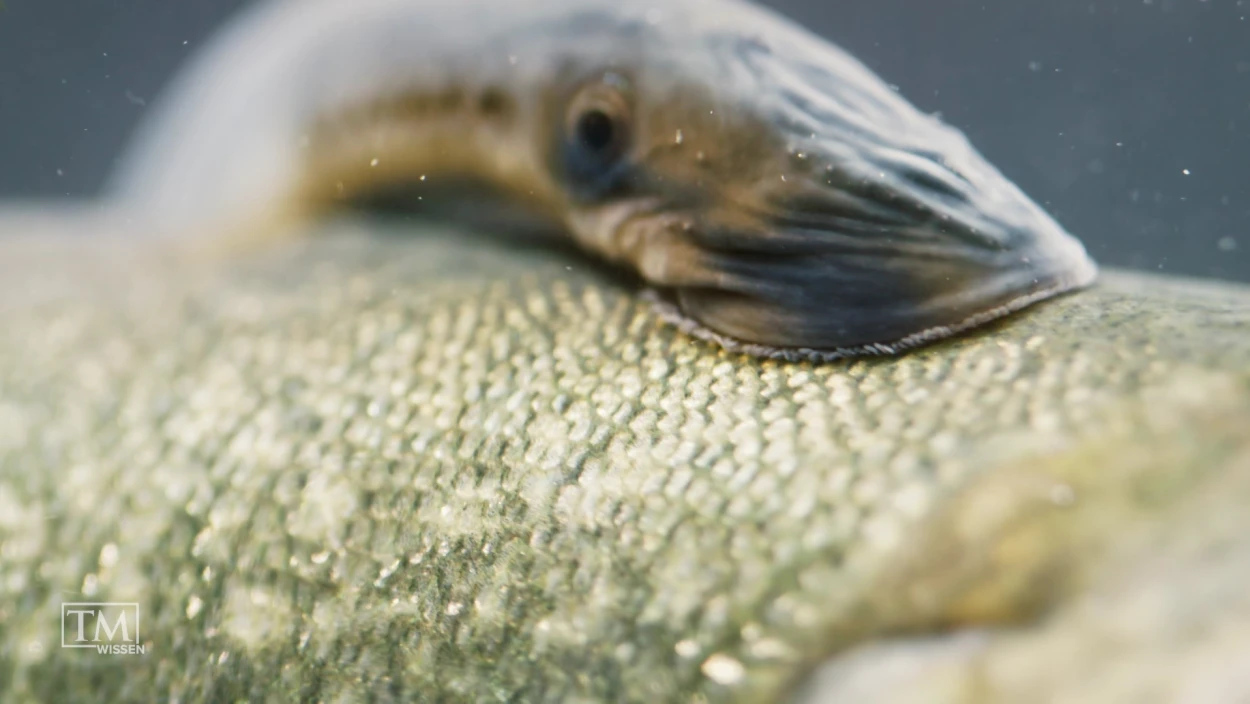 Wie bekämpfen wir die Meerneunaugen?