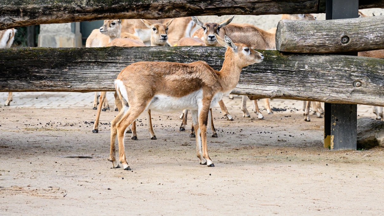 Wilderer schlagen in Zoo zu: Antilope im Tiergarten Schönbrunn erlegt