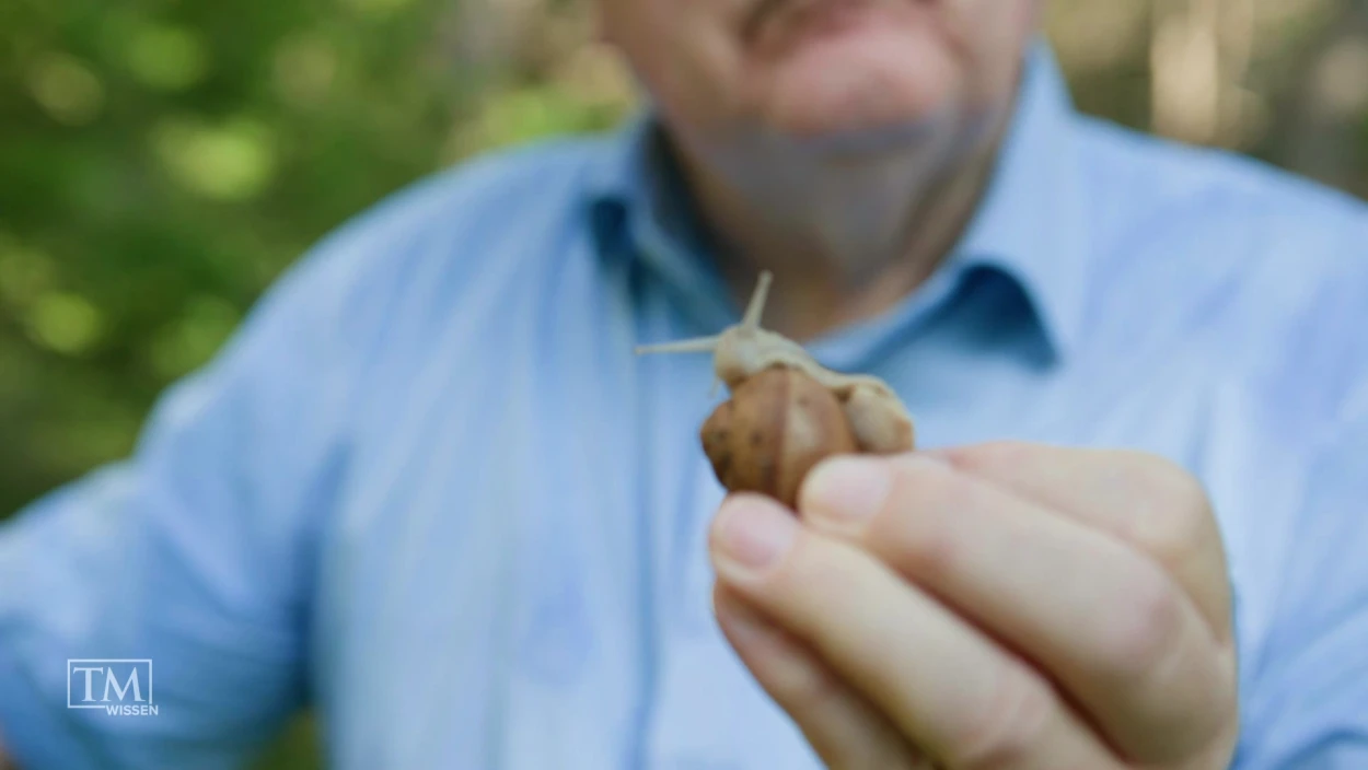 Können Schnecken giftige Böden identifizieren?