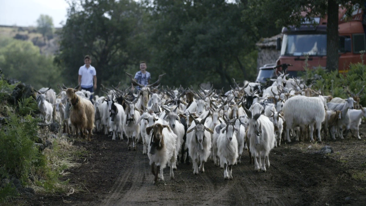 Das geheime Wissen der Tiere