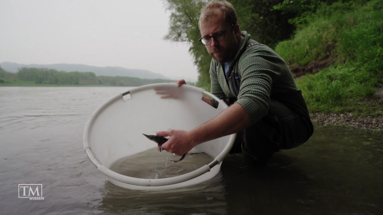 Wie werden Störe ausgewildert?