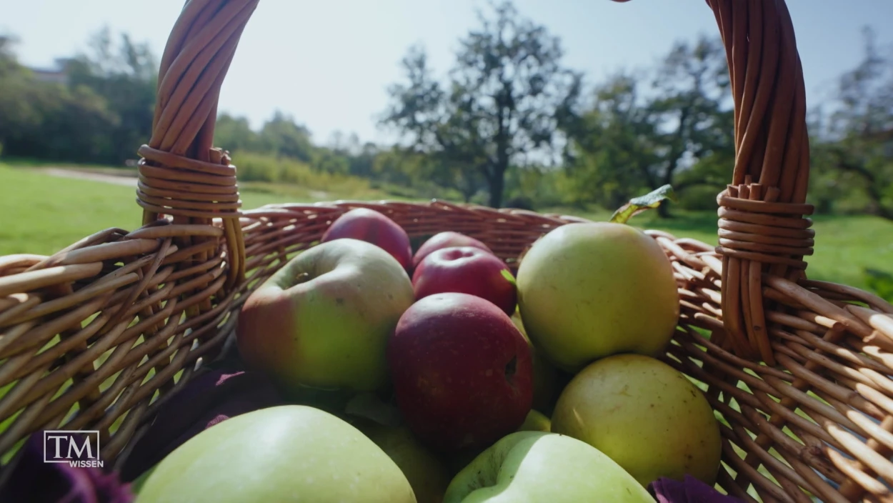 Wie retten wir alte Obstsorten?