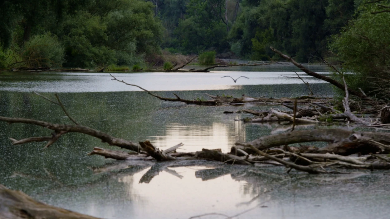Leben in den Donau-Auen