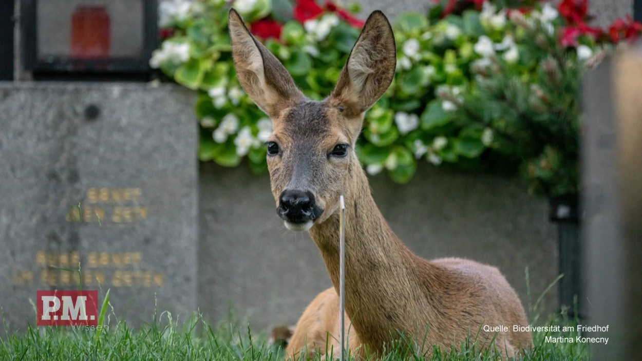 Was macht einen Friedhof zum Biotop?
