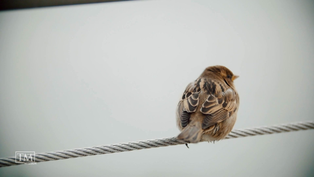 Wie schützen wir Vögel vor Glasscheiben?