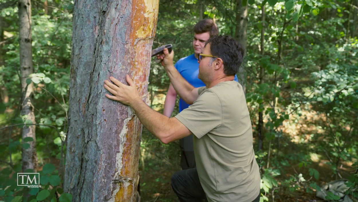 Hat die Pecherei eine Zukunft?