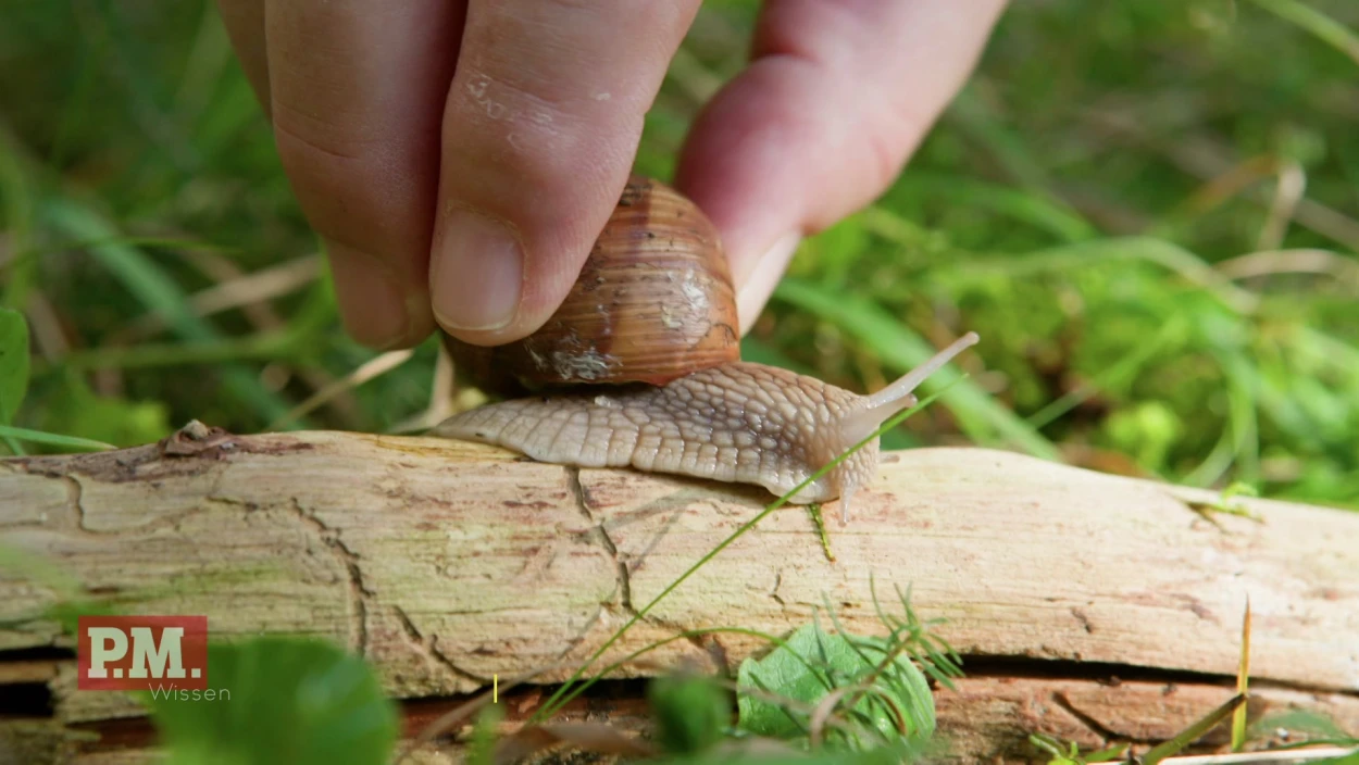 Können Schnecken giftige Böden identifizieren?