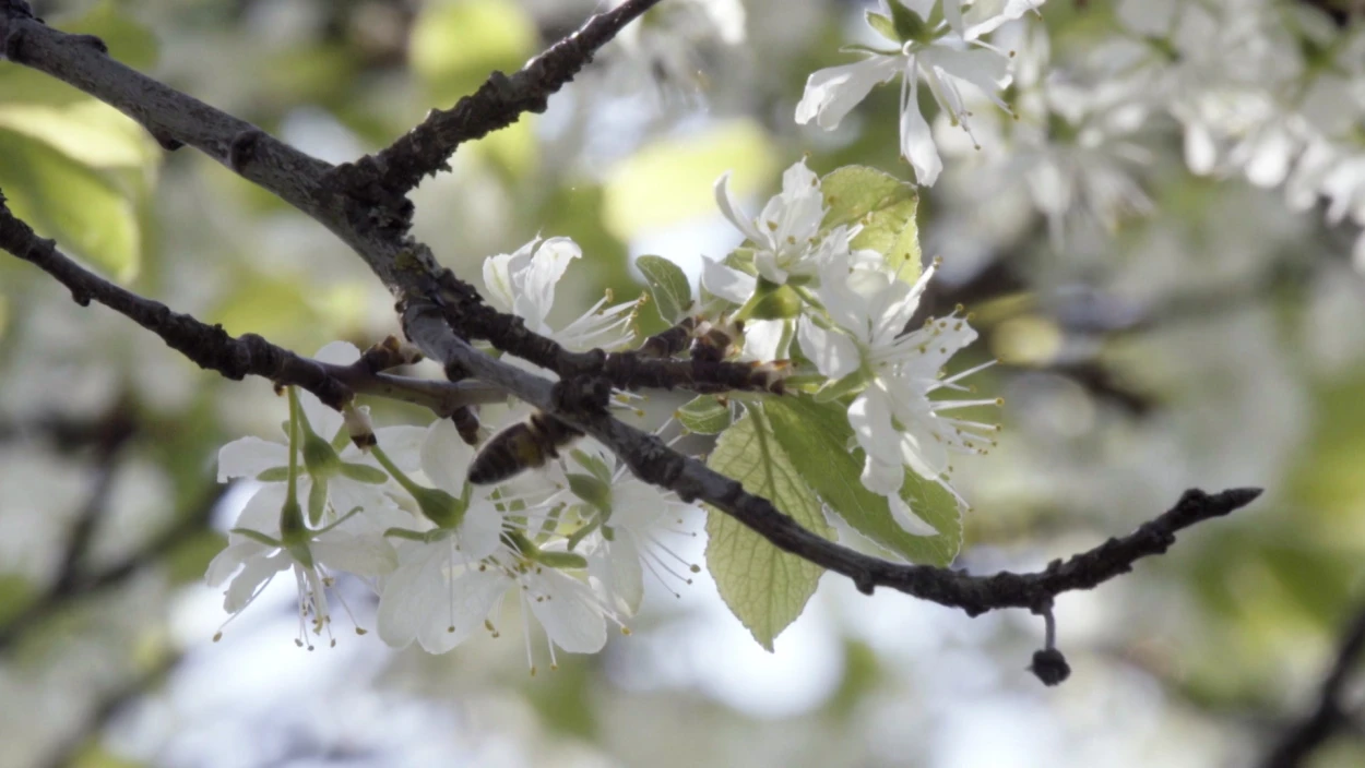 Das Mostviertel - Blüten, Birnen und Barone