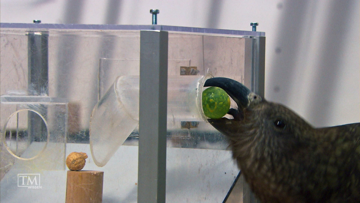 Warum sind Vögel so schlau?