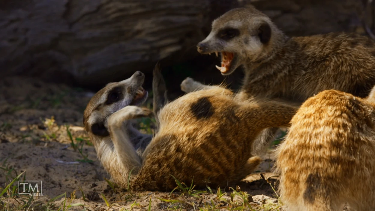 Wie bestrafen Erdmännchen Seitensprünge?