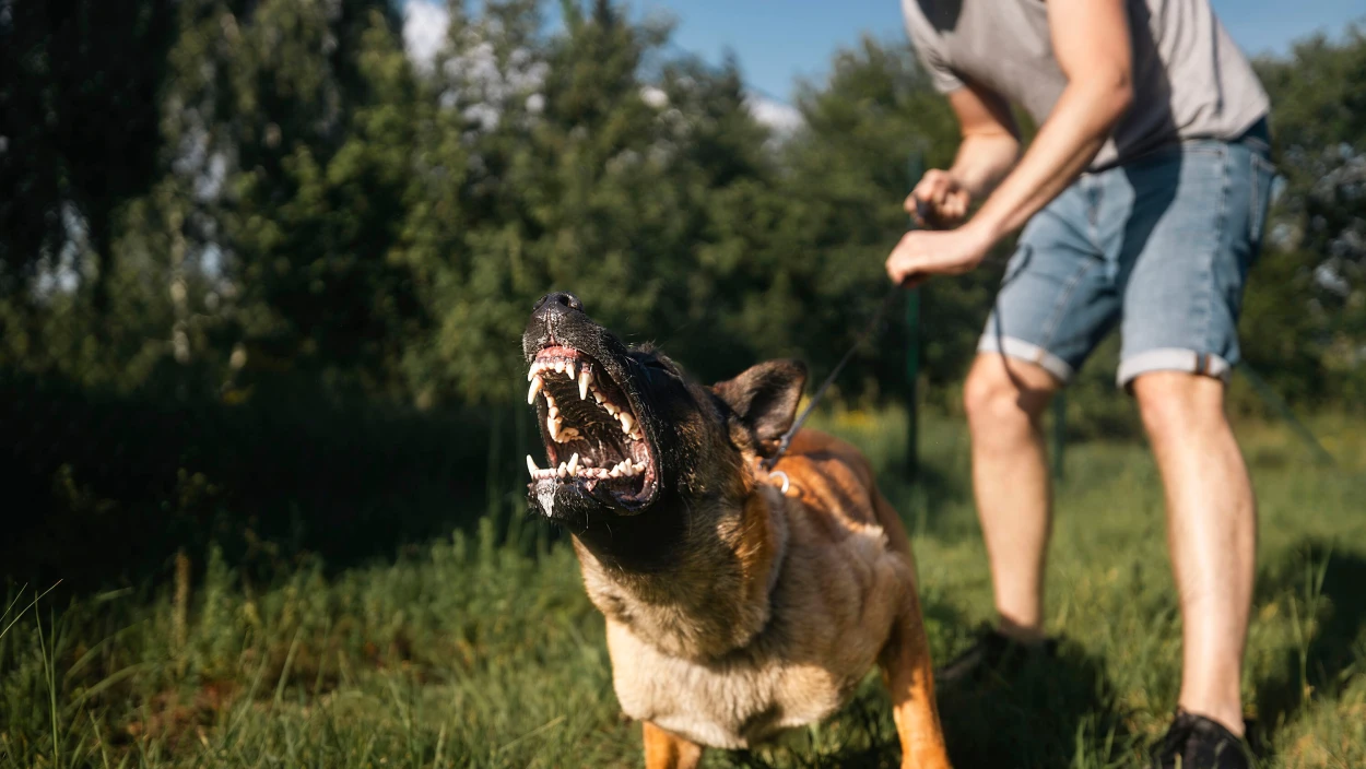 Hilft Virtual Reality bei Angst vor Hunden?