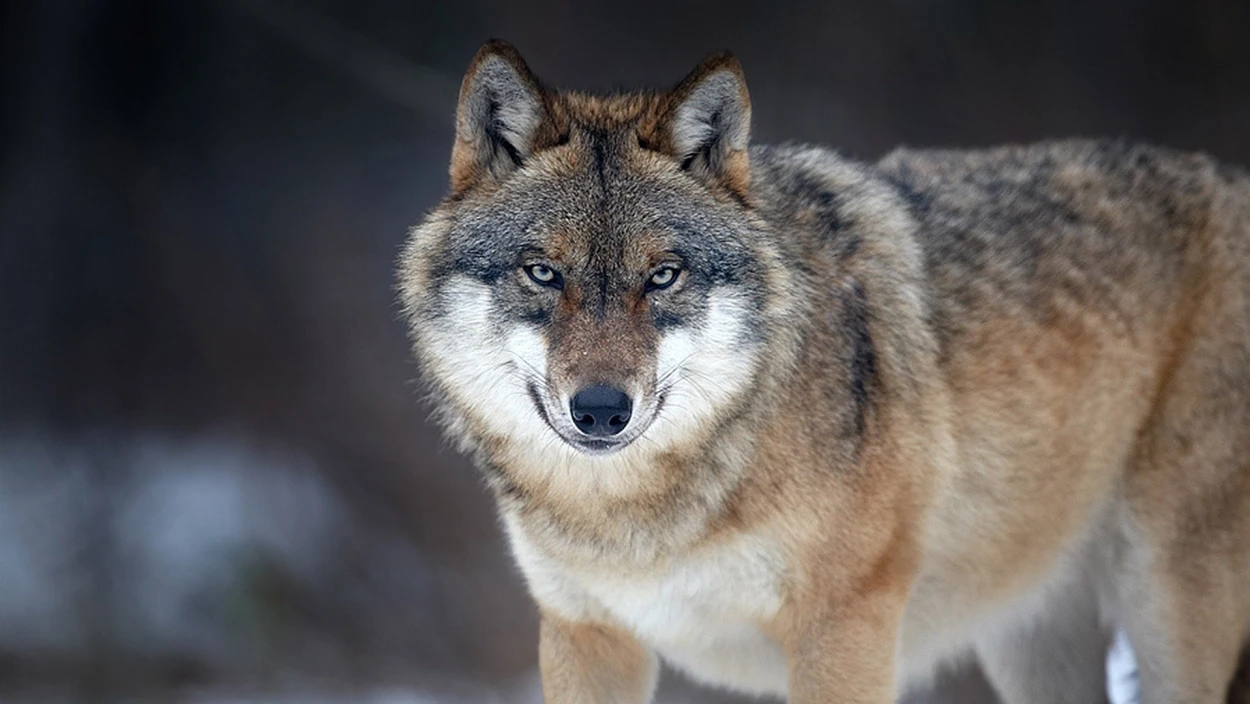 Hamburg: Wolf beißt Frau ins Gesicht