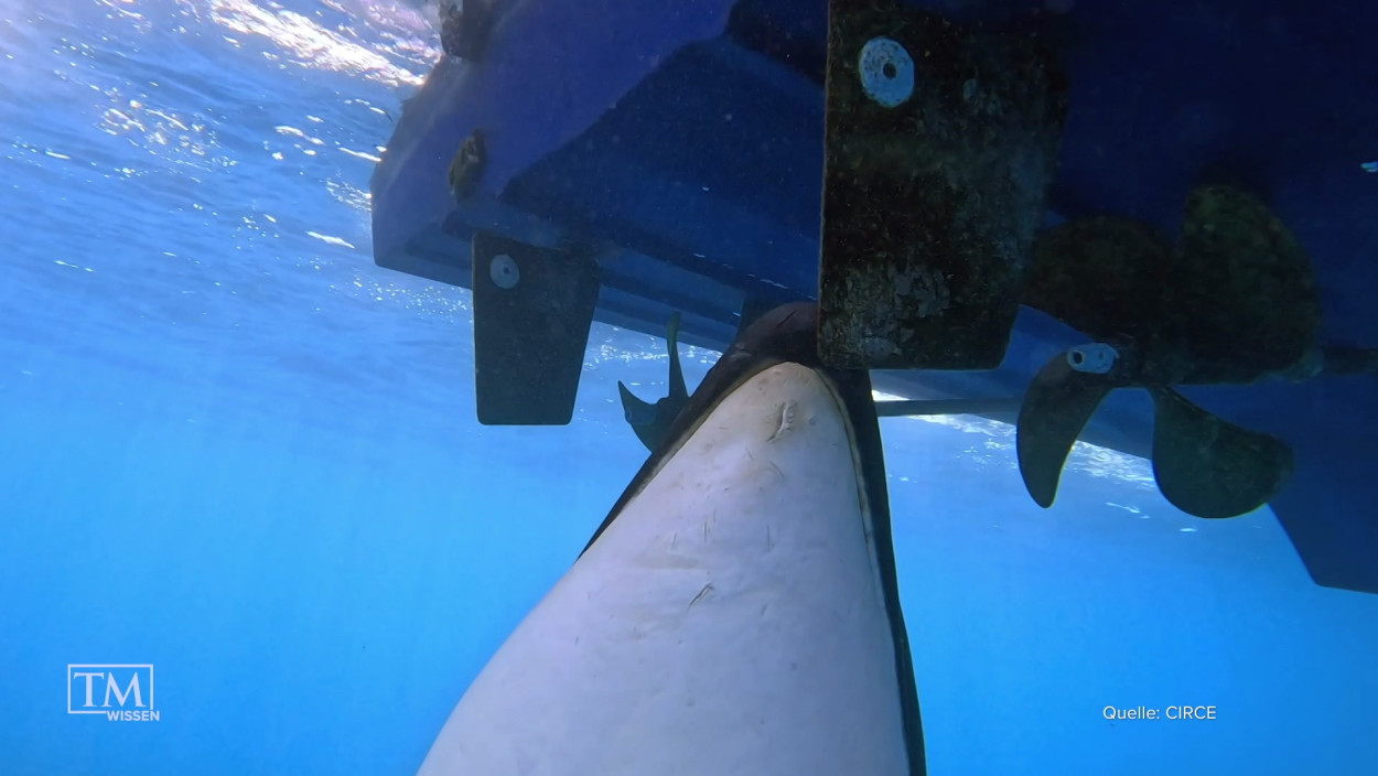 Warum attackieren Orcas Boote?
