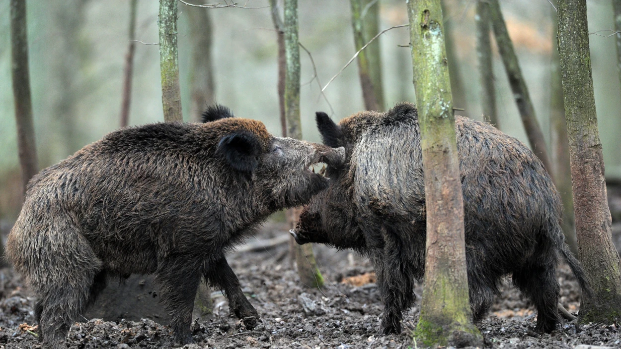 Wildschweine verursachen Schäden in der Landwirtschaft
