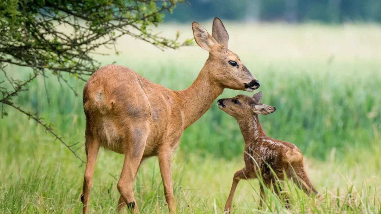 Die Sprache der Tiere: Artenschutz im Tiergarten Schönbrunn
