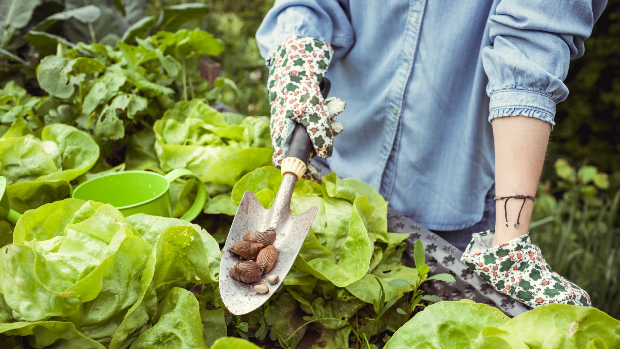 Erste Ernte im Hochbeet: Tipps zur Salaternte und Schneckenabwehr
