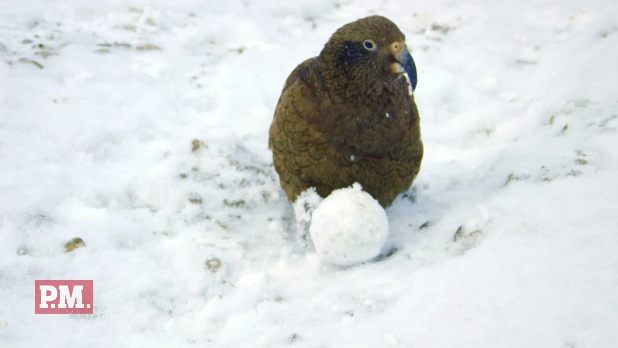 Warum bauen Keas Schneebälle?