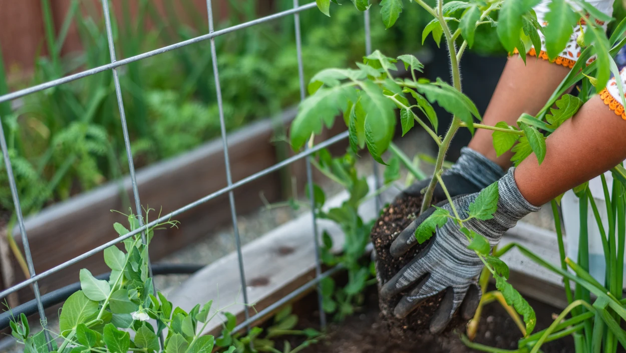 Hochbeet optimal bepflanzen: Tipps für mehr Ernte auf wenig Platz