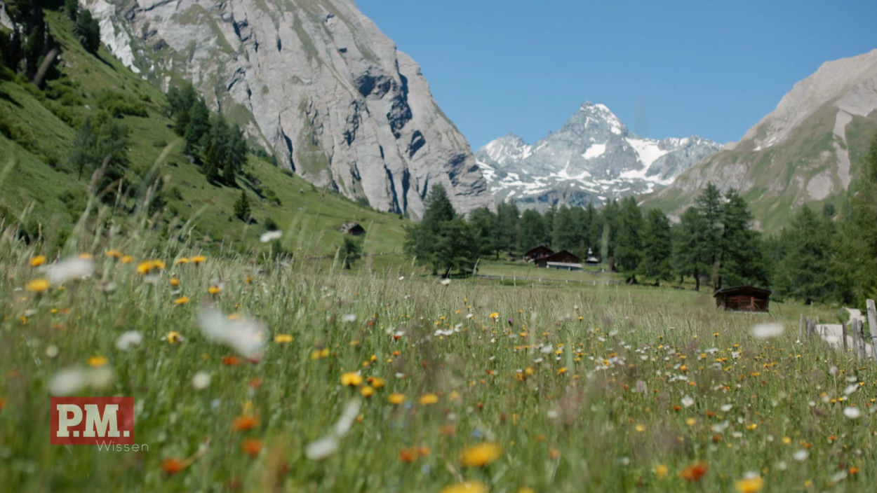 Welche alpinen Pflanzen haben heilende Kräfte?