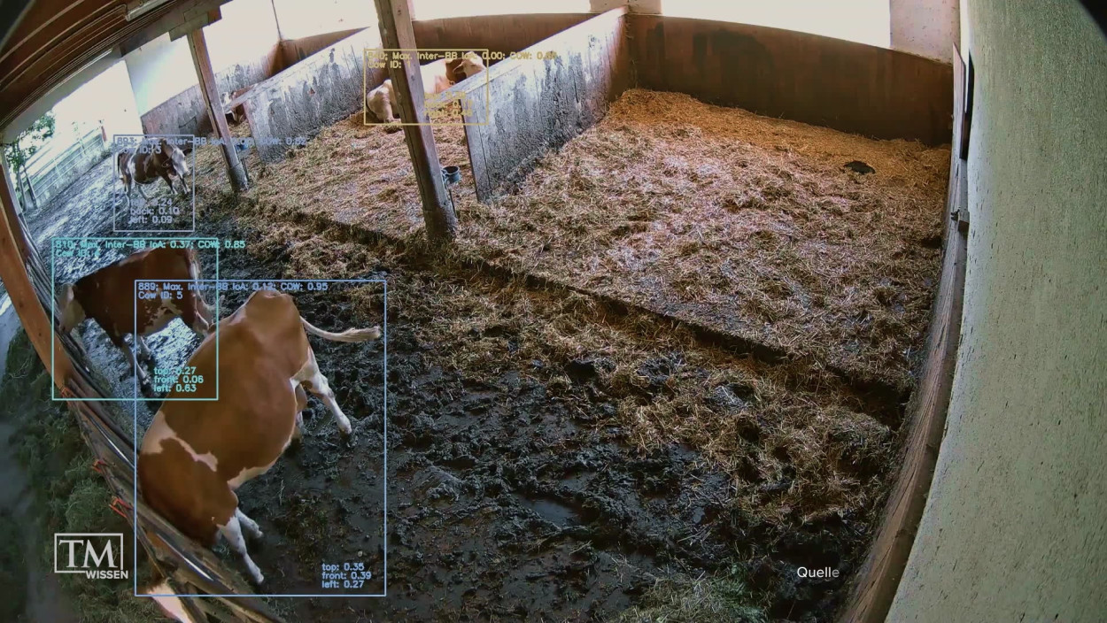 Überwachungskamera im Kuhstall