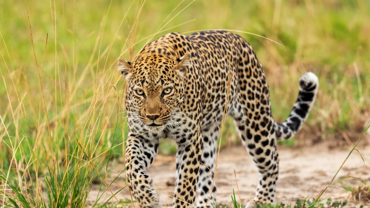Leoparden auf der Jagd