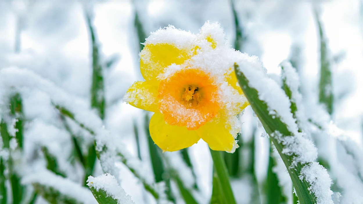 Schnee, dann 20 Grad: Warum der April wirklich macht, was er will