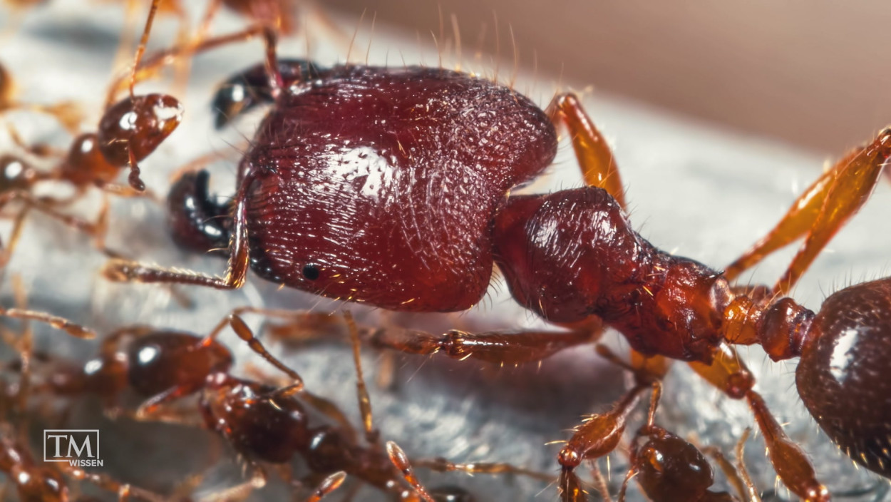 Wie beeinflussen Ameisen das Jagdverhalten von Löwen?