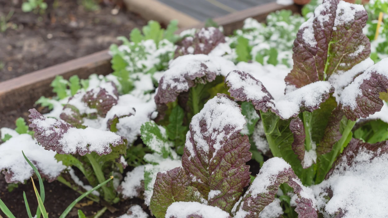 Hochbeet winterfest machen: Garten-Tipps & Gründüngung im Herbst