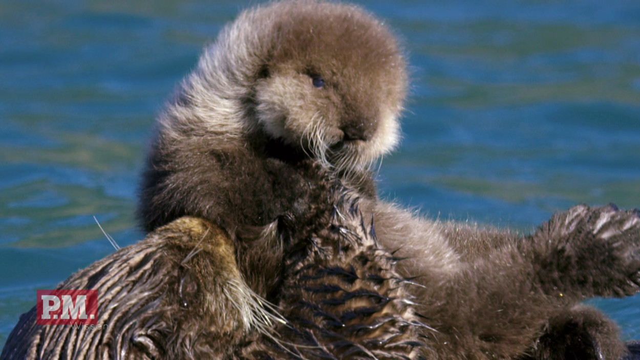 Wie leben Seeotter in Alaska?