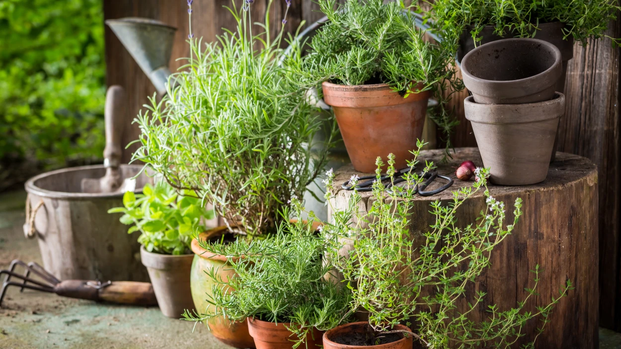 Kräuter pflanzen & pflegen: Garten-Tipps für Basilikum & Co.