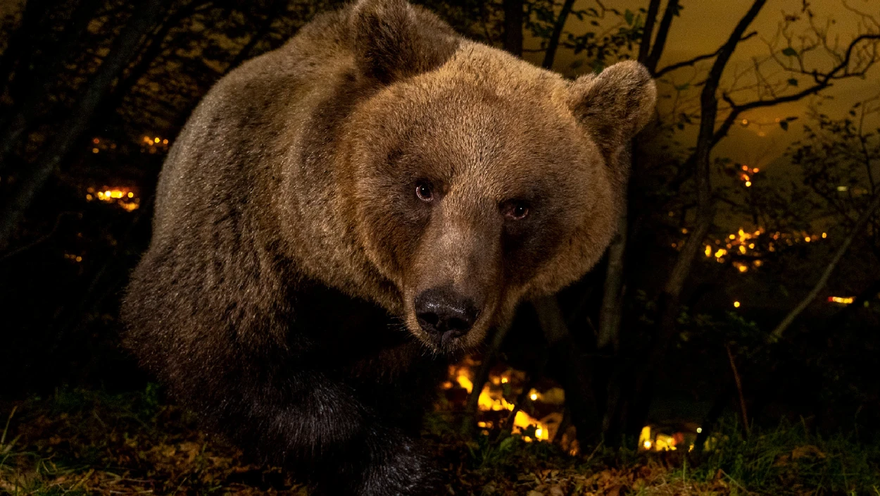 Durch die Brenta Dolomiten - im Bann der Bären