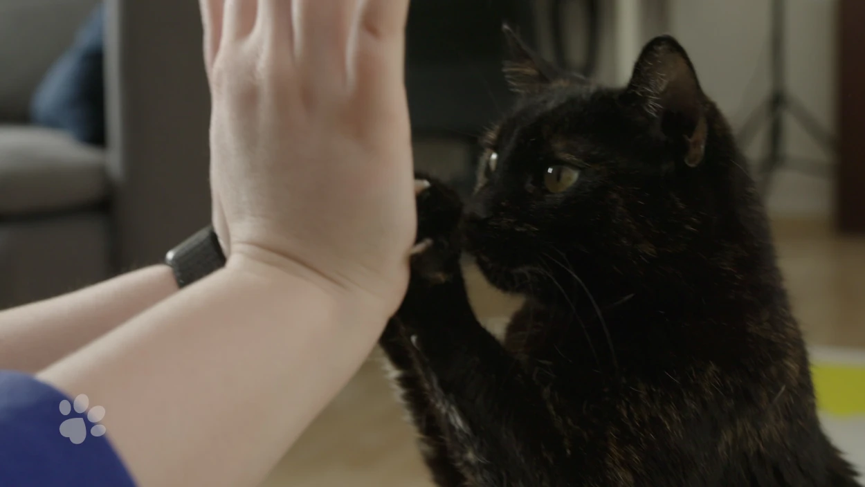 Rekord-Katze