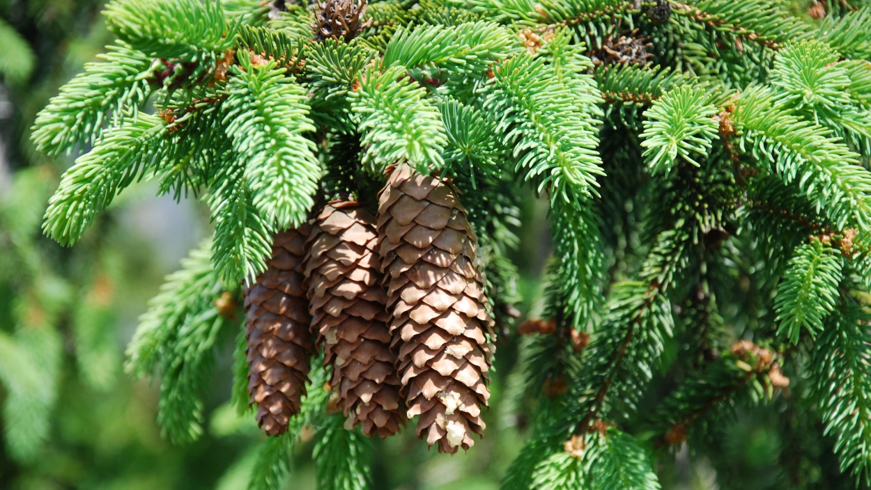 Talk: Die Fichte - Energie aus dem Wald