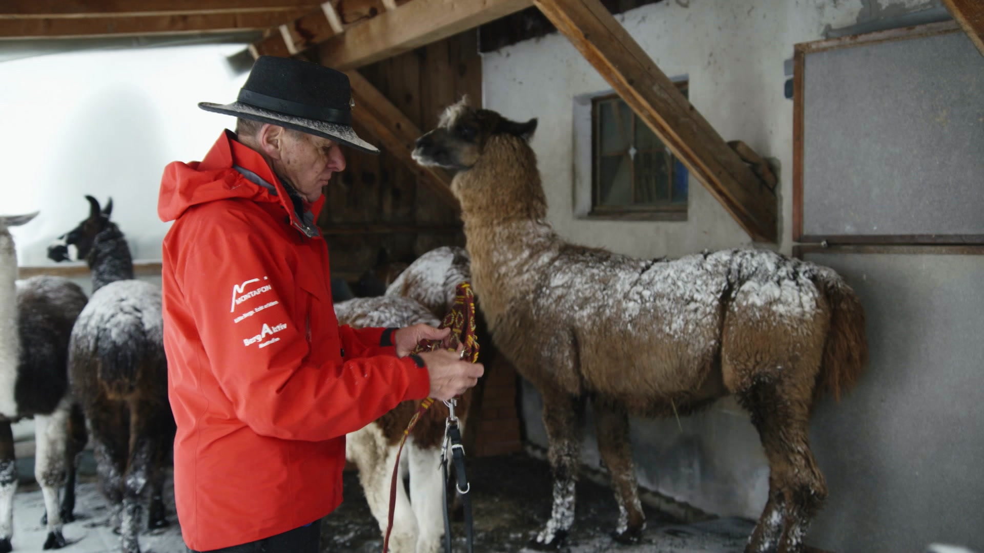 Berglama und Funkenfeuer