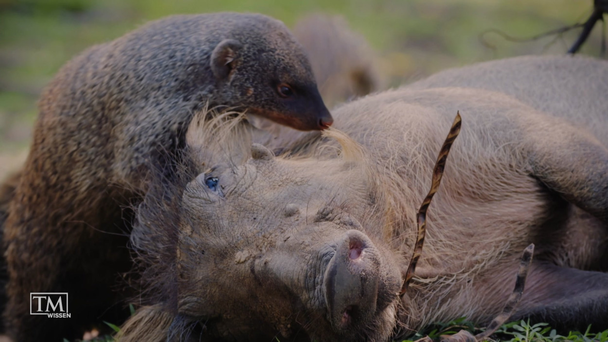 Warum helfen sich Tiere?
