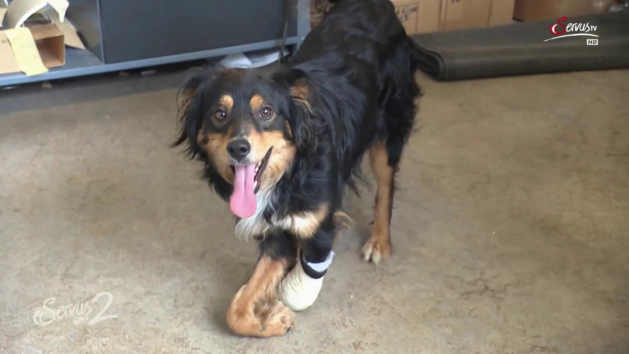 Prothesen für Tiere: Österreichs einzige Vollzeit-Tierorthopädin
