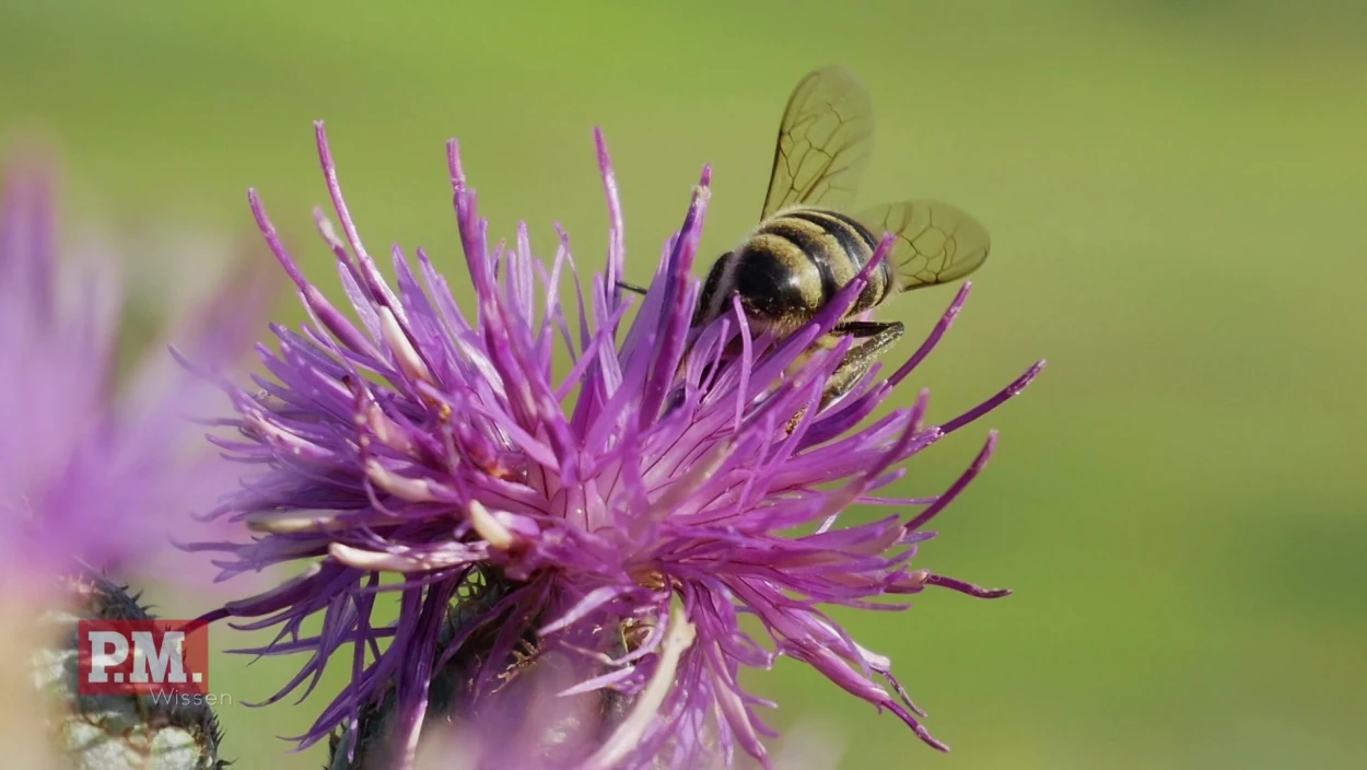 Animal, Apidae, Bee