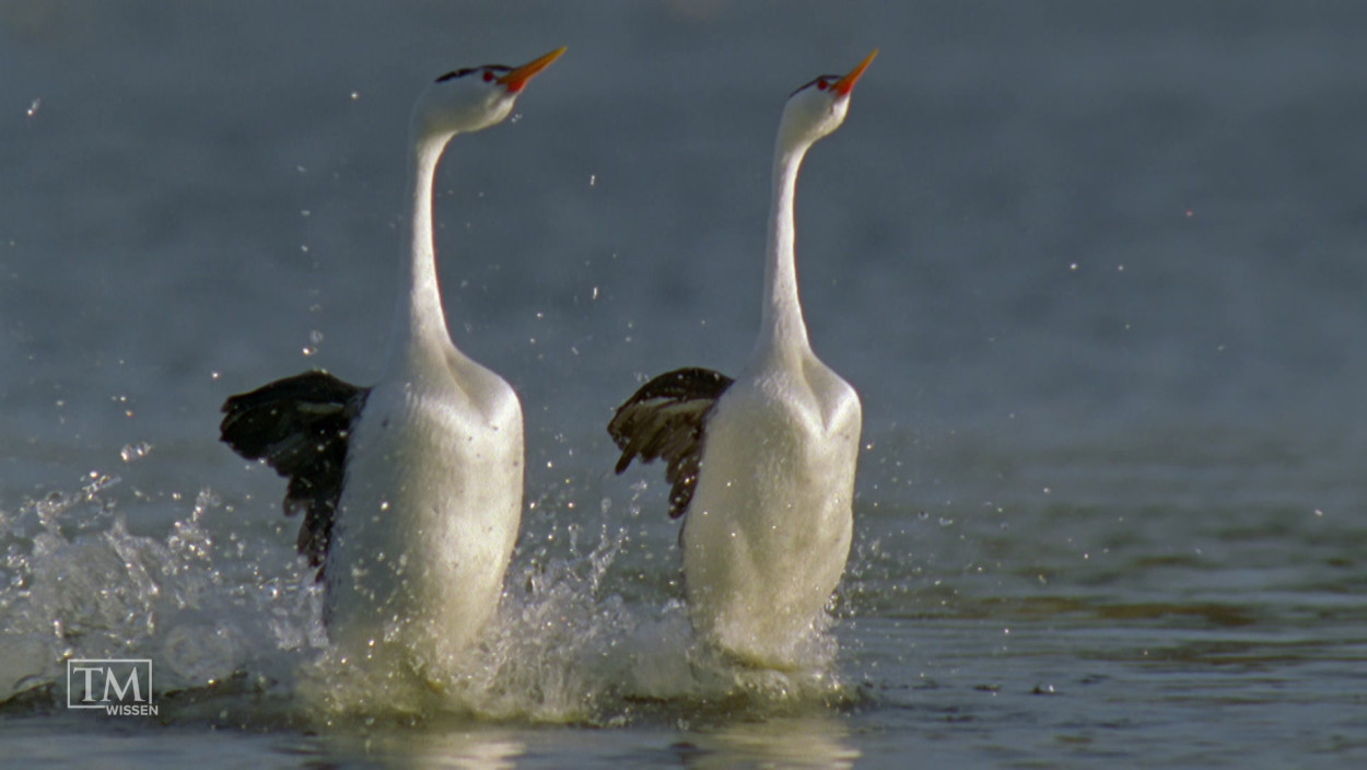 Welche Vögel können übers Wasser laufen?