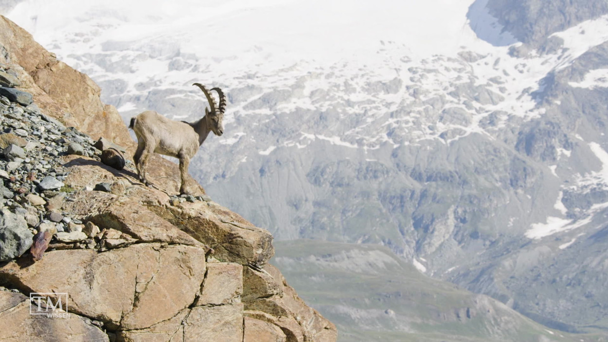 Was hat den Steinbock vor dem Aussterben gerettet?