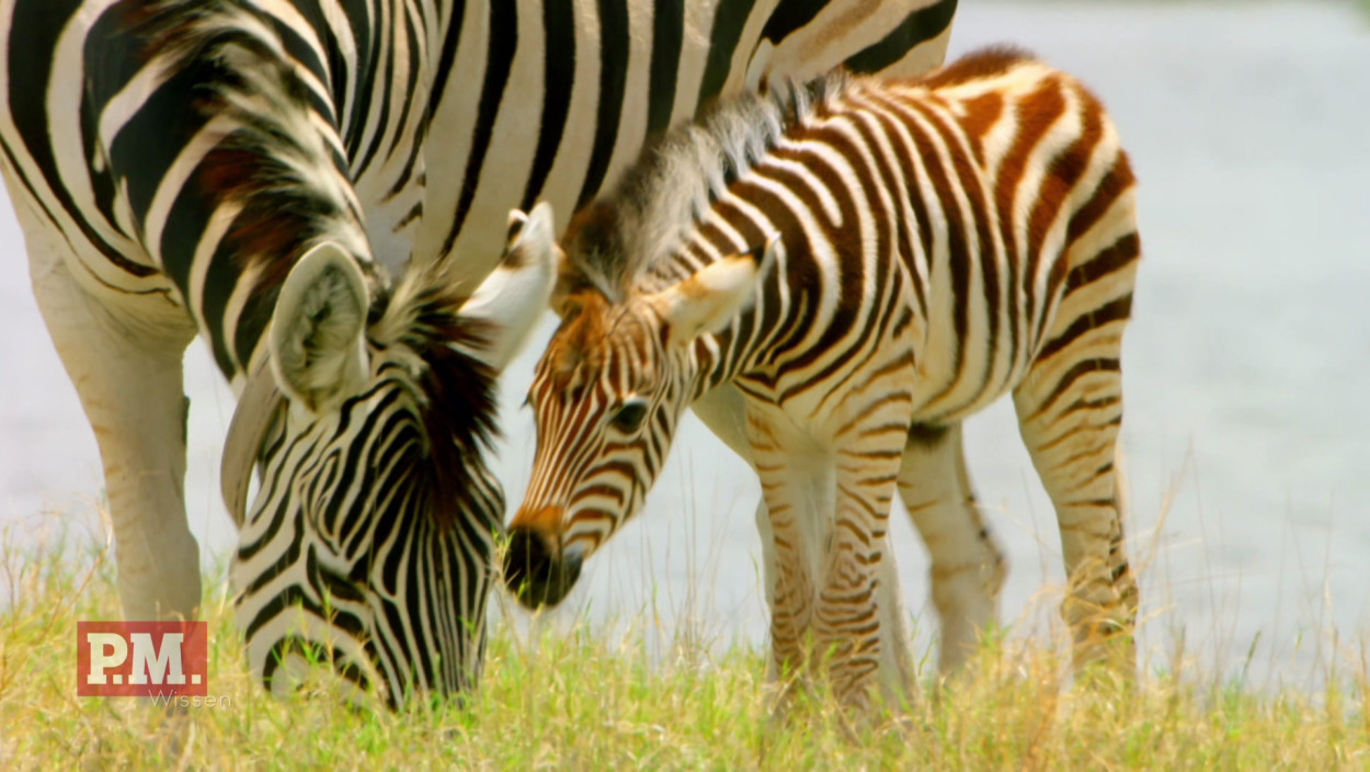 Wie wandern Zebras?