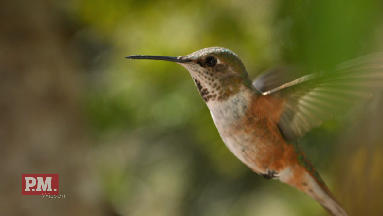 Wie weit fliegt der Kolibri?