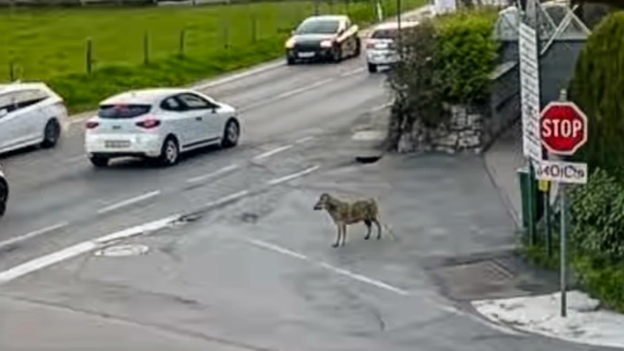 Wolf in Tiroler Wohngebiet: Kurzmeldungen vom 27.04.
