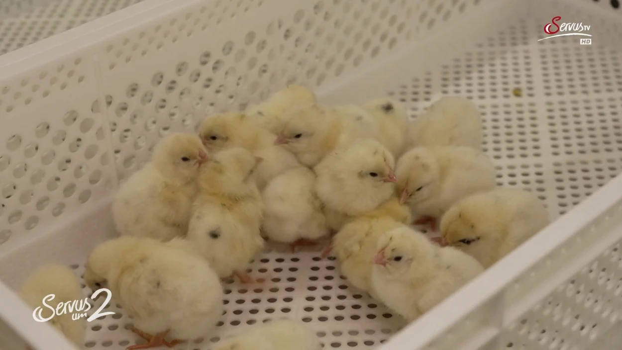 Was passiert mit männlichen Legehennen-Küken?