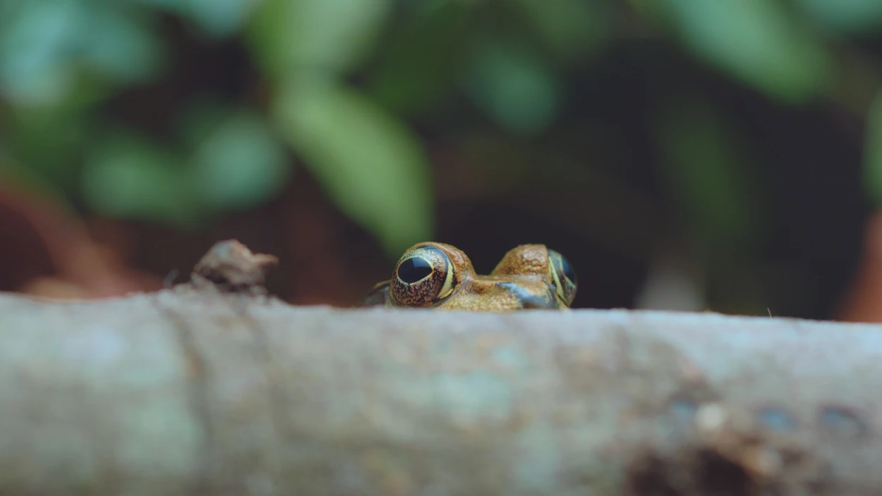 Entdecken - Was die Natur über das Leben lehrt