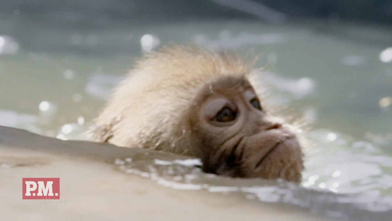 Wie lernen Makaken schwimmen?