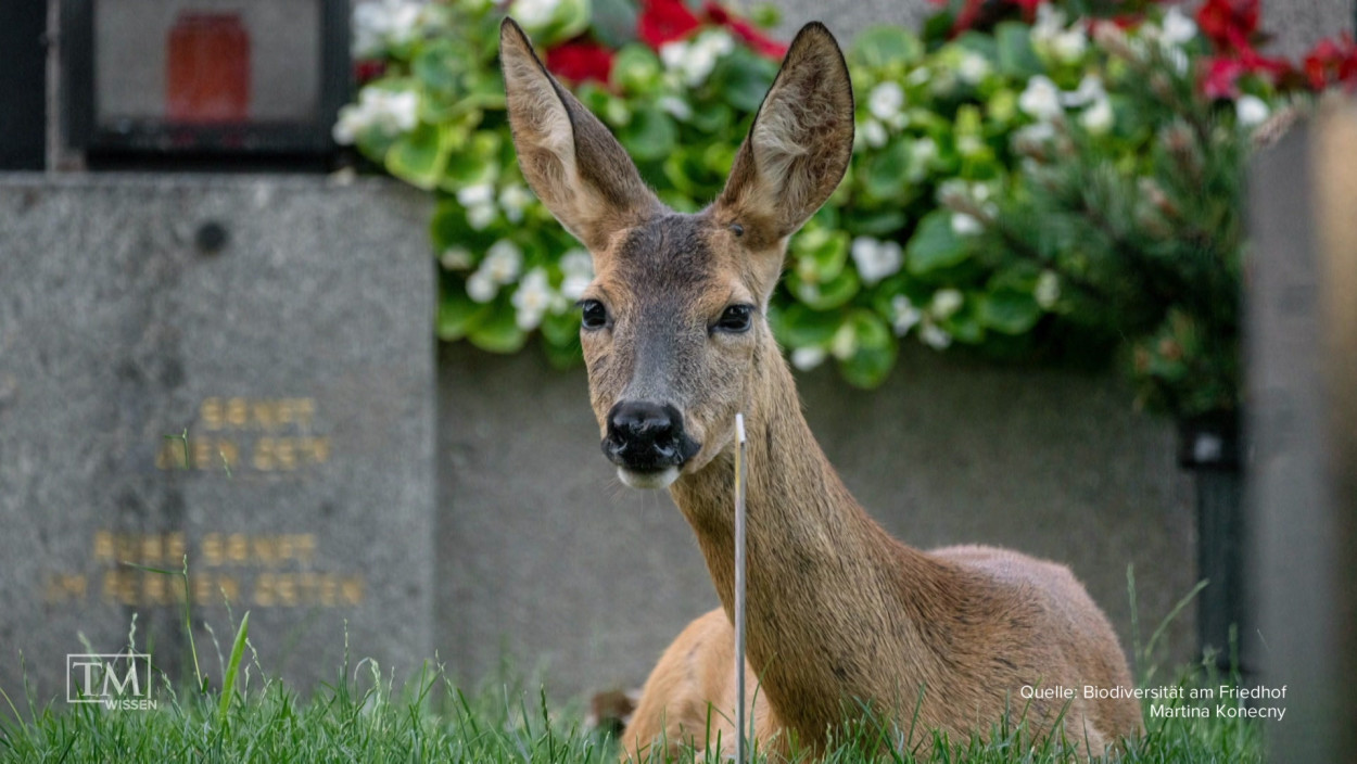 Wie wird ein Friedhof zum Biotop?